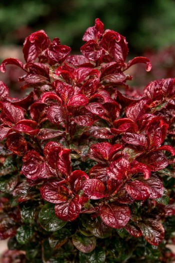 Леукотоє пазушна Керлі Ред|Leucothoe axillaris Curly Red|Леукотоэ пазушная Керли Ред